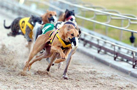 Fairgrounds Stakes - Greyhound racing action